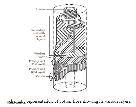 Conventional Alkali Scouring and BioScouring on Cotton Knitted Fabric