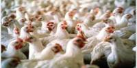 Poultry Product Marketing of C.P. Bangladesh Limited