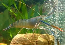 Quality of Preserved Freshwater Giant Prawn