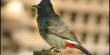 Ecology and Behaviour of Red-Vented Bulbul
