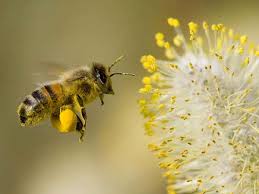 The Main Components of Bee Pollen