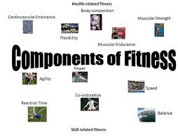 Article on What Is Fitness and the Components of Fitness