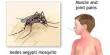 Some Diseases Spread by Mosquitoes