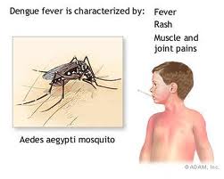 Some Diseases Spread by Mosquitoes