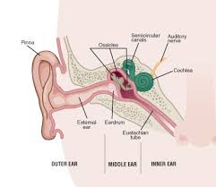 Safe and Modern Procedures for Middle Ear Surgeries