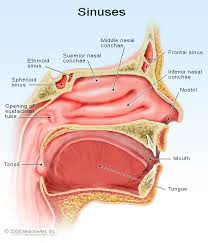 Recurring Sinus Infection Treatment Process