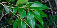 Phytochemical and Biological Investigations of Syzygium Cumini