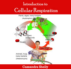 Discuss on Cellular Respiration
