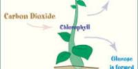 Define and Describe Photosynthesis