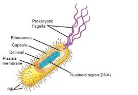 Discuss on Prokaryotic Cells