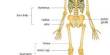 Presentation on Axial and Appendicular Skeleton