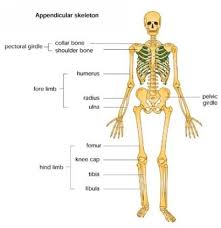 Presentation on Axial and Appendicular Skeleton