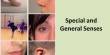 Presentation on General and Special Senses