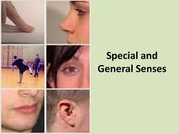 Presentation on General and Special Senses