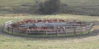 Discussed on Cattle Corral Designs for the Safety of Handlers