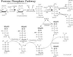 Lecture on Pentose Phosphate Pathway