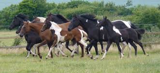 Discussed on Performance Of Farm Horse