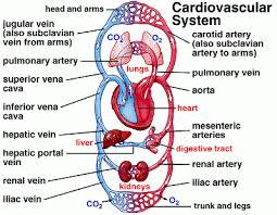 Presentation on Cardiovascular System