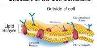 Lecture on Cell Membrane