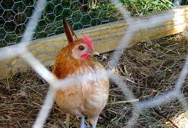 Discuss All Chicken Wire Fence
