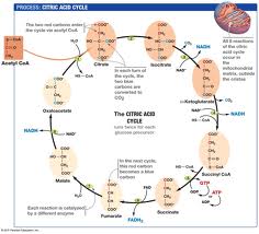 Lecture on Citric Acid Cycle