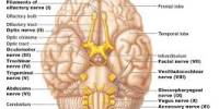 Lecture on Brain and Cranial Nerves