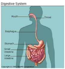Lecture on Digestive System