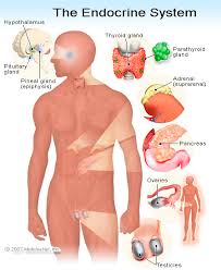Lecture on Endocrine System Overview