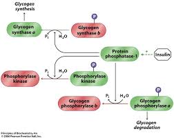 Lecture on Glycogen Metabolism