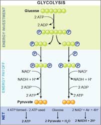 Lecture on Glycolysis