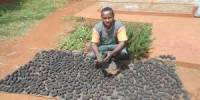 Analysis on Produce Energy With Green Briquettes