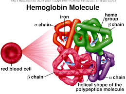 Lecture on Hemoglobin