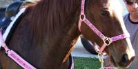 Analysis on Some Types Of Horse Tacks