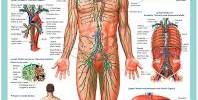Lecture on the Lymphatic System