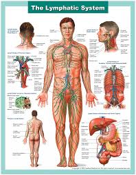 Lecture on the Lymphatic System