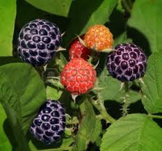 Discuss on Organic Fruit Growing