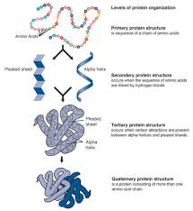 Lecture on Genetic Control of Protein Structure