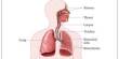 Lecture on The Respiratory System