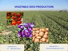 Discuss on Importance of Seed Production