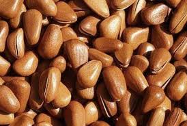 Discussed on Shell Pine Nuts