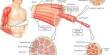 Lecture on Skeletal Muscle Tissue