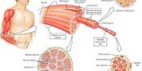 Lecture on Skeletal Muscle Tissue