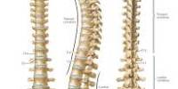 Lecture on Spinal Cord and Spinal Nerves