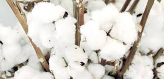 Discuss on Different Types of Cotton