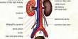 Lecture on Urinary System