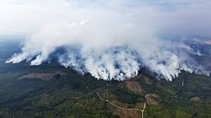 Discuss on Forest Fire Investing