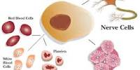 Stem Cells in Skin Development and Skin Disease