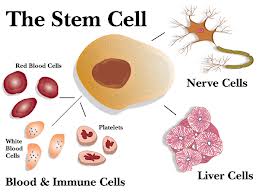 Stem Cells in Skin Development and Skin Disease