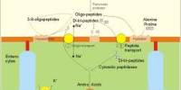 Define and Discuss on Amino Acid Absorption