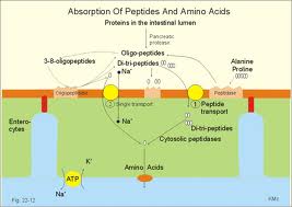 Define and Discuss on Amino Acid Absorption